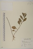 日本假蓬藏品圖，第1張