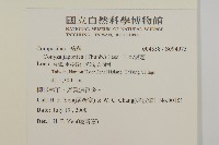 日本假蓬藏品圖，第2張