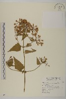 香澤蘭、飛機草藏品圖，第1張