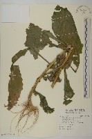 裂葉艾納香藏品圖，第1張