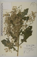裂葉艾納香藏品圖，第3張