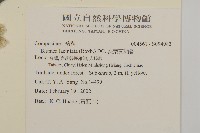 裂葉艾納香藏品圖，第4張