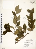 內苳子藏品圖，第1張