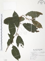 台灣山桂花藏品圖，第1張