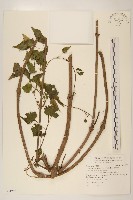 蔓澤蘭藏品圖，第1張
