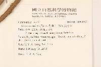 蔓澤蘭藏品圖，第2張