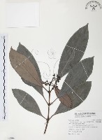 九節木、牛屎烏、青龍吐霧藏品圖，第1張