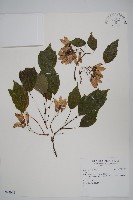 登錄號:S094996藏品圖，第1張