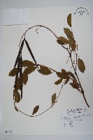 酸藤藏品圖，第1張