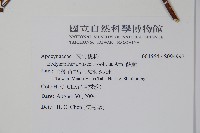 酸藤藏品圖，第2張