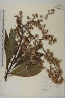 台灣山桂花藏品圖，第1張