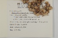 台灣山桂花藏品圖，第2張
