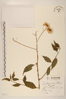 小舌菊、蔓綿菜藏品圖，第1張