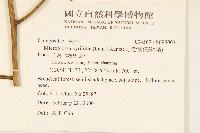 小舌菊、蔓綿菜藏品圖，第2張