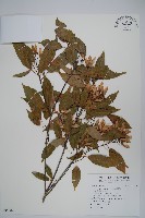 樟葉槭, 飛蛾子樹藏品圖，第1張