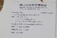 樟葉槭, 飛蛾子樹藏品圖，第2張
