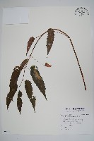臺灣秋海棠藏品圖，第1張