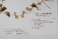 風不動藏品圖，第2張