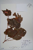 裂葉秋海棠藏品圖，第1張