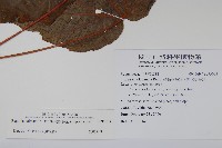 裂葉秋海棠藏品圖，第2張