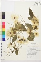 銹毛鐵線蓮藏品圖，第1張