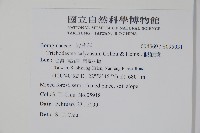 假酸漿藏品圖，第2張