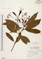 香楠藏品圖，第1張