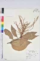印度苦櫧藏品圖，第1張