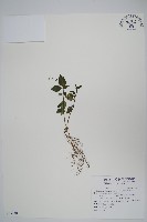 針刺草藏品圖，第1張