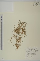 瓜槌草、漆姑草藏品圖，第1張