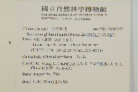 草珊瑚、紅果金粟蘭藏品圖，第2張