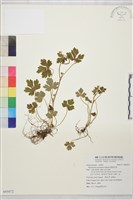 鹿場毛茛藏品圖，第1張