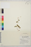 傅氏唐松草藏品圖，第1張