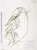 天門冬藏品圖，第1張