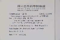 細葉蘭花參藏品圖，第2張