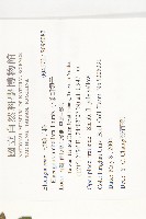 小葉胡頹子藏品圖，第2張