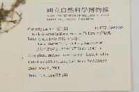 疏花繁縷藏品圖，第2張