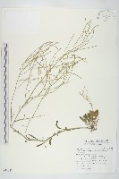 玉山筷子芥藏品圖，第1張