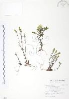 玉山龍膽藏品圖，第1張