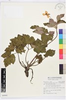 小白頭翁、野棉花藏品圖，第1張