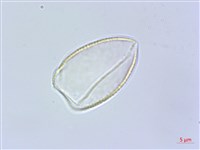 束心蘭藏品圖，第2張