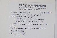 大葉馬兜鈴藏品圖，第2張