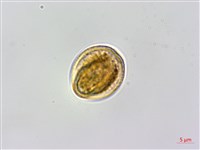 鈍藥野木瓜、圓葉野木瓜藏品圖，第2張