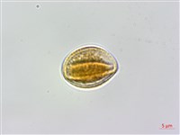 鈍藥野木瓜、圓葉野木瓜藏品圖，第3張