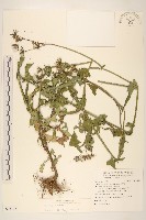 苦滇菜、苦菜藏品圖，第1張