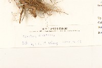 苦滇菜、苦菜藏品圖，第3張