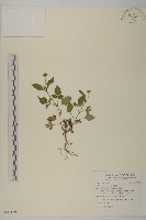 白花鬼針藏品圖，第1張