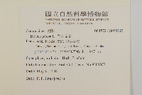 白花鬼針藏品圖，第2張