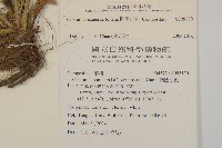 阿里山薊藏品圖，第2張