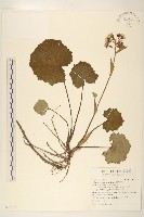 臺灣款冬藏品圖，第1張